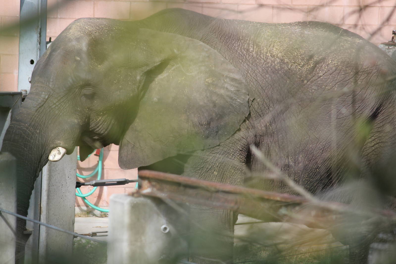 Ali the African Elephant