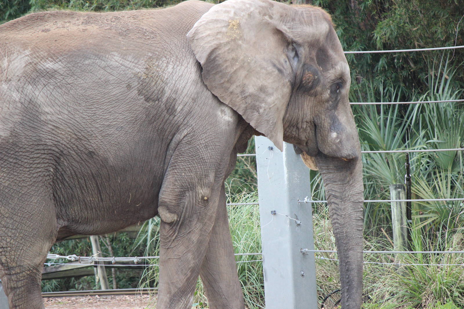 Ali the African Elephant