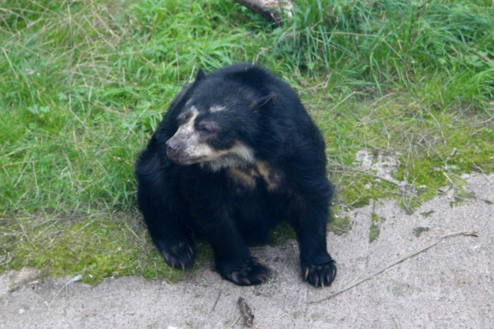 Alice, spectacled bear (Tremarctos ornatus) at Belfast Zoo - 04/09/2021