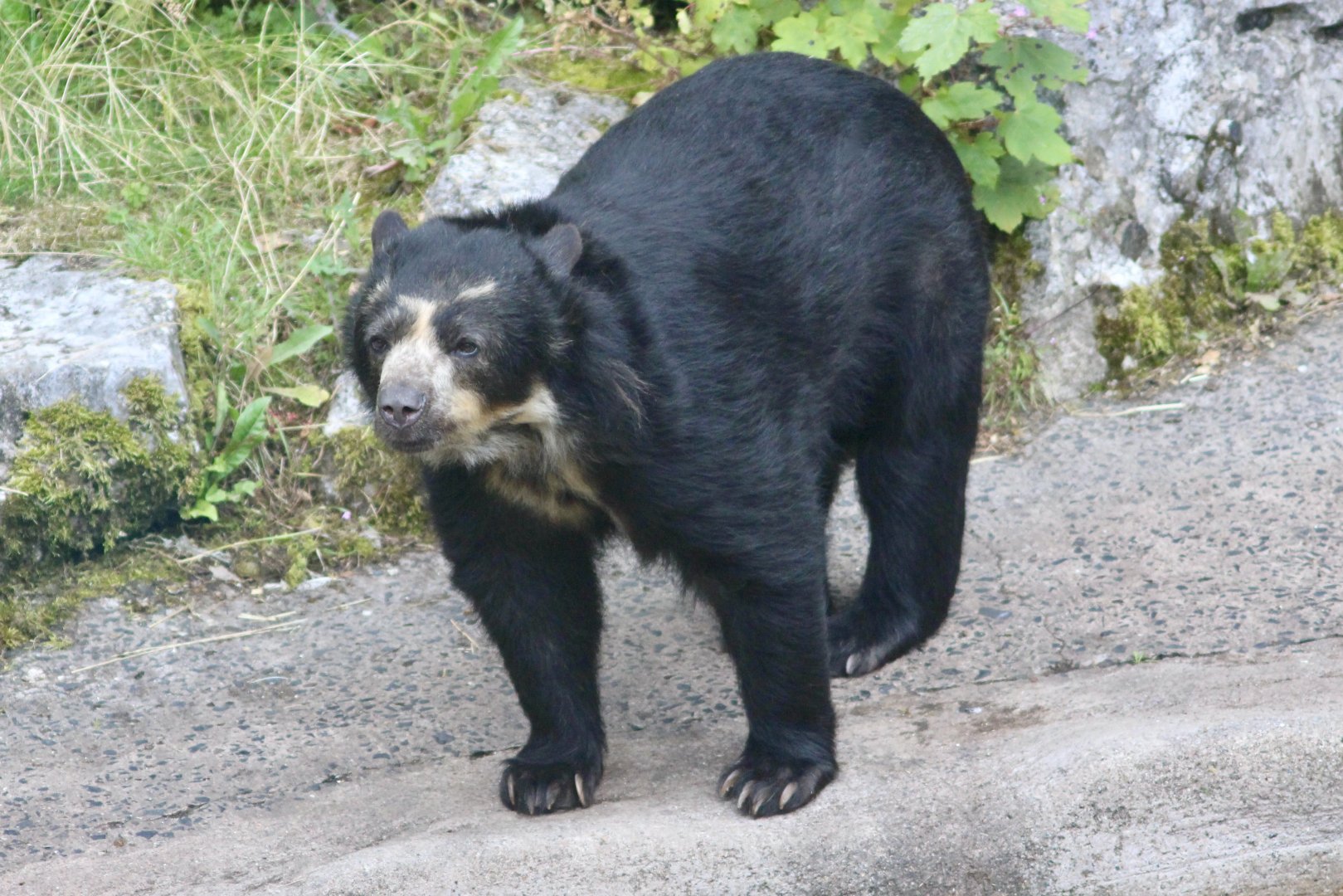 Alice, spectacled bear (Tremarctos ornatus) at Belfast Zoo - 19/08/2022