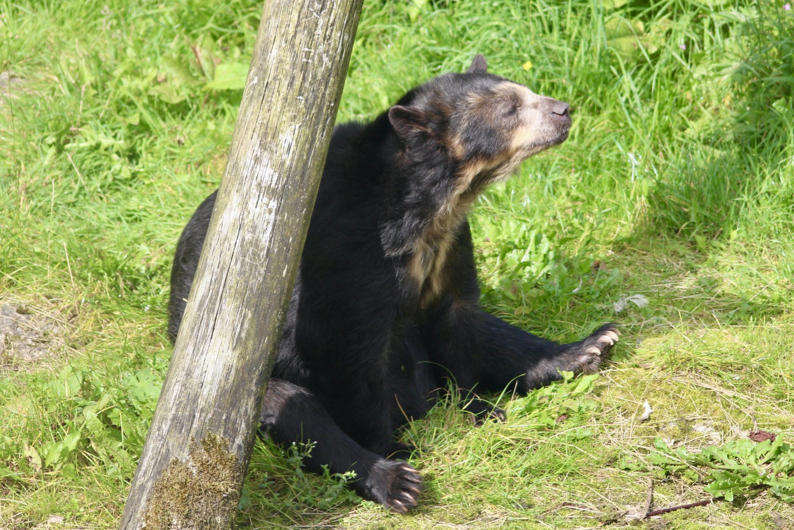 Alice, spectacled bear (Tremarctos ornatus) - August 2024