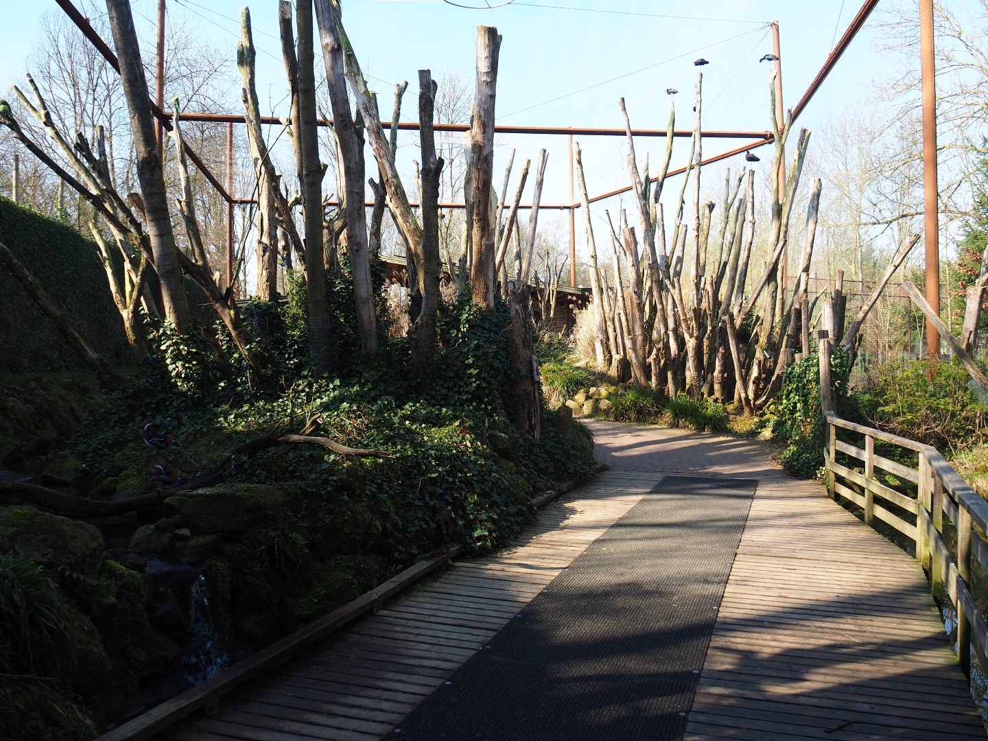 Alien species aviary, 2019-03-30