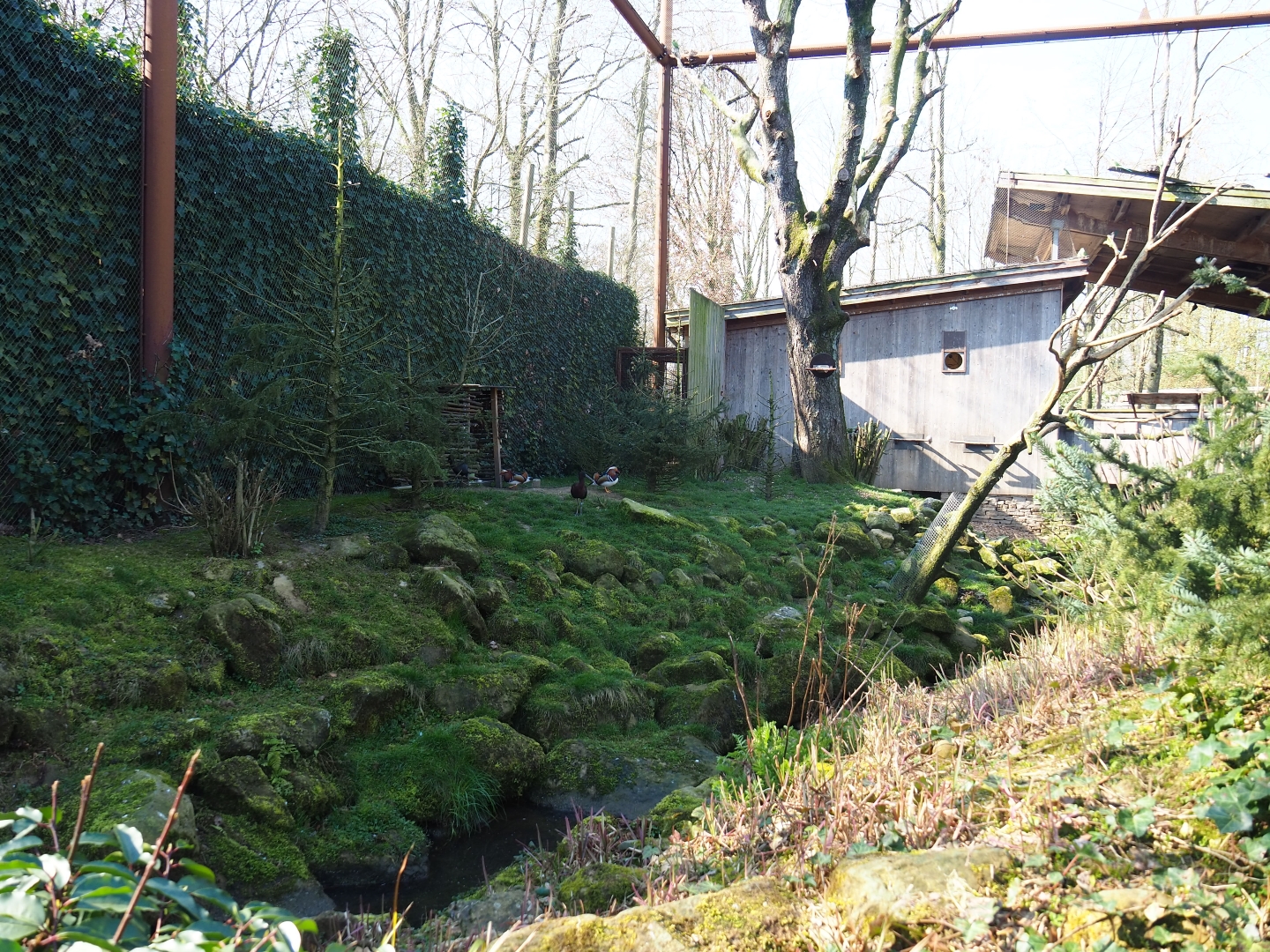 Alien species aviary, 2019-03-30