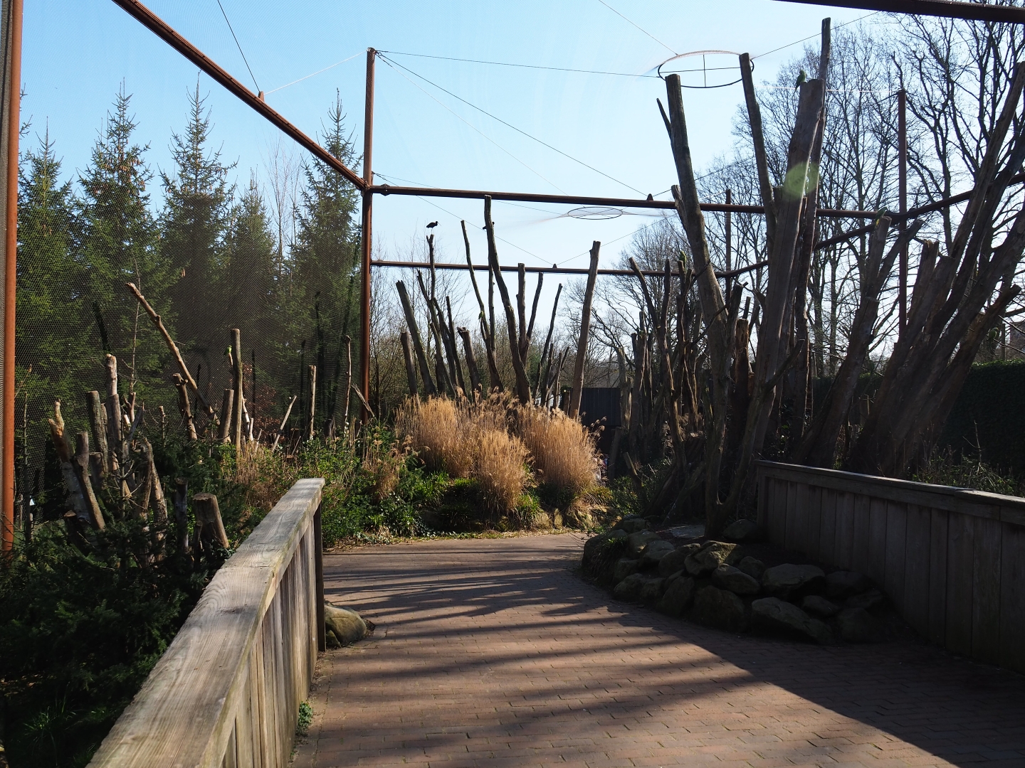 Alien species aviary, 2019-03-30