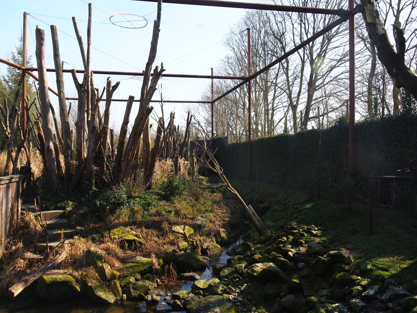 Alien species aviary, 2019-03-30