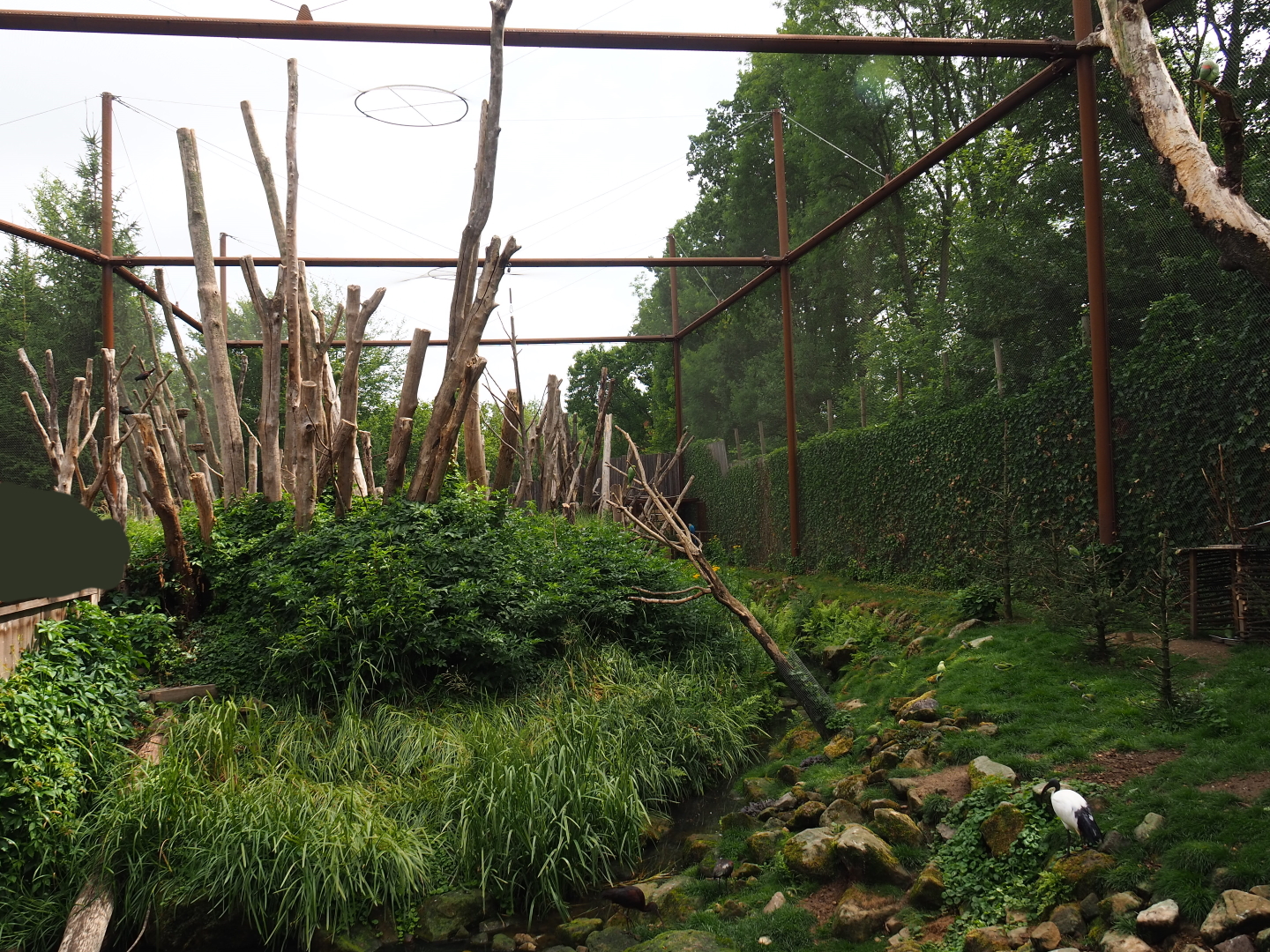 Alien species aviary, 2019-07-21