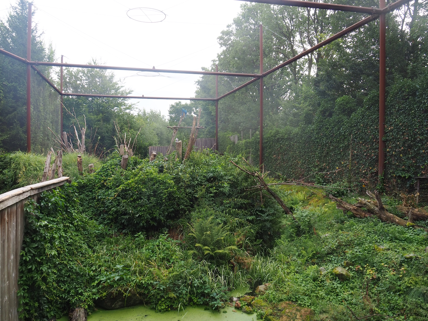 Alien species aviary, 2022-08-20