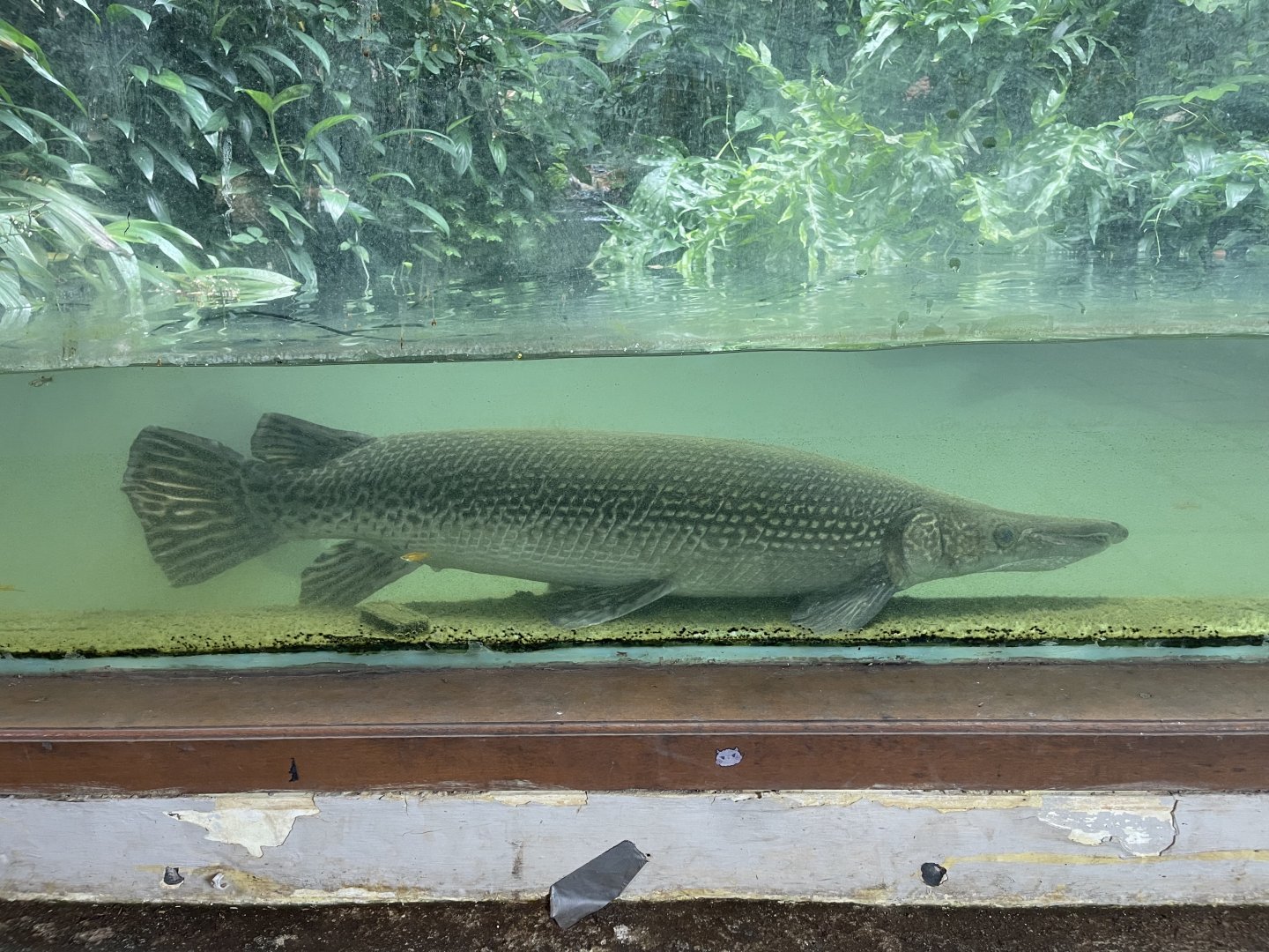 aligator gar (atractosteus spatula) (1)