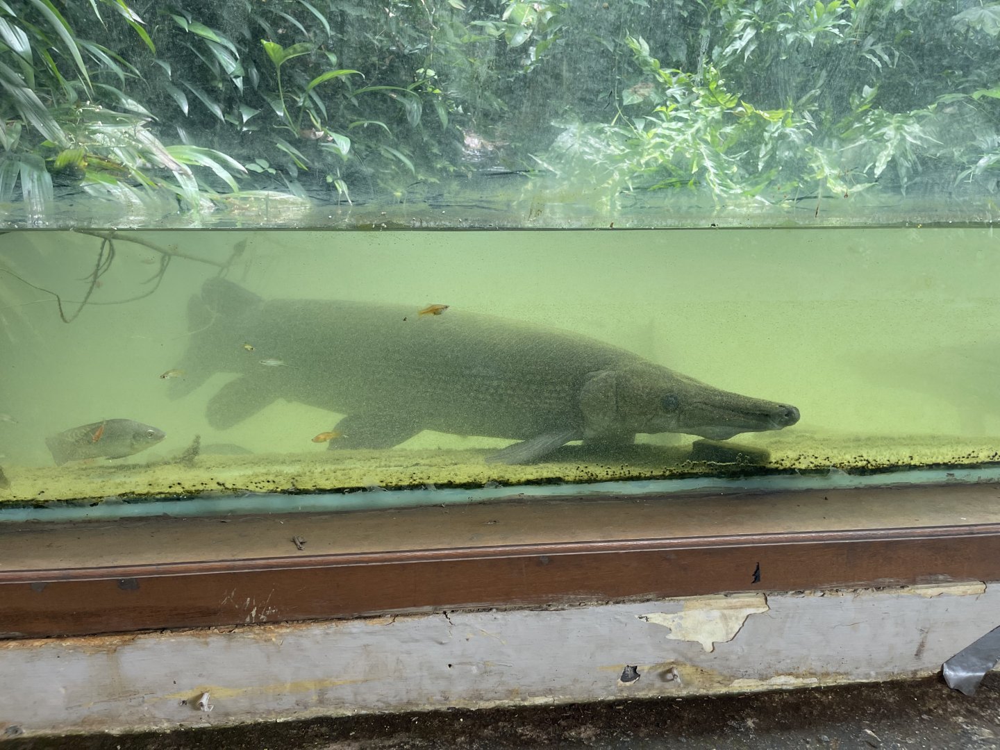 aligator gar (atractosteus spatula) (2)