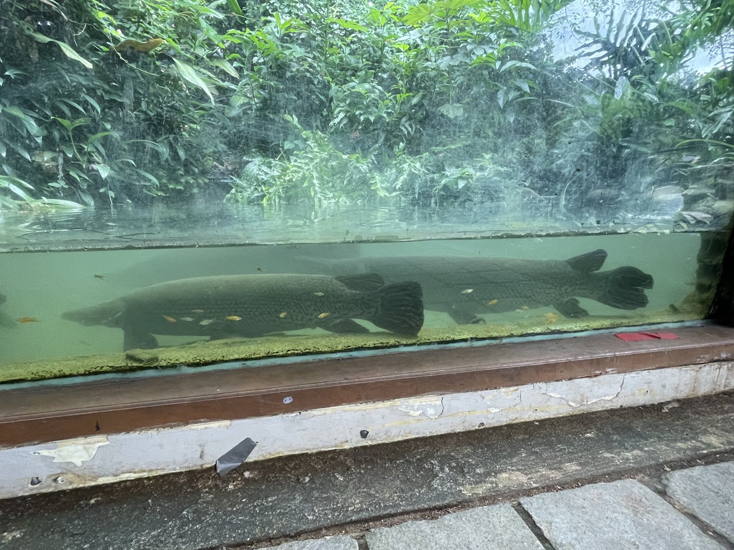 aligator gar (atractosteus spatula) (3)