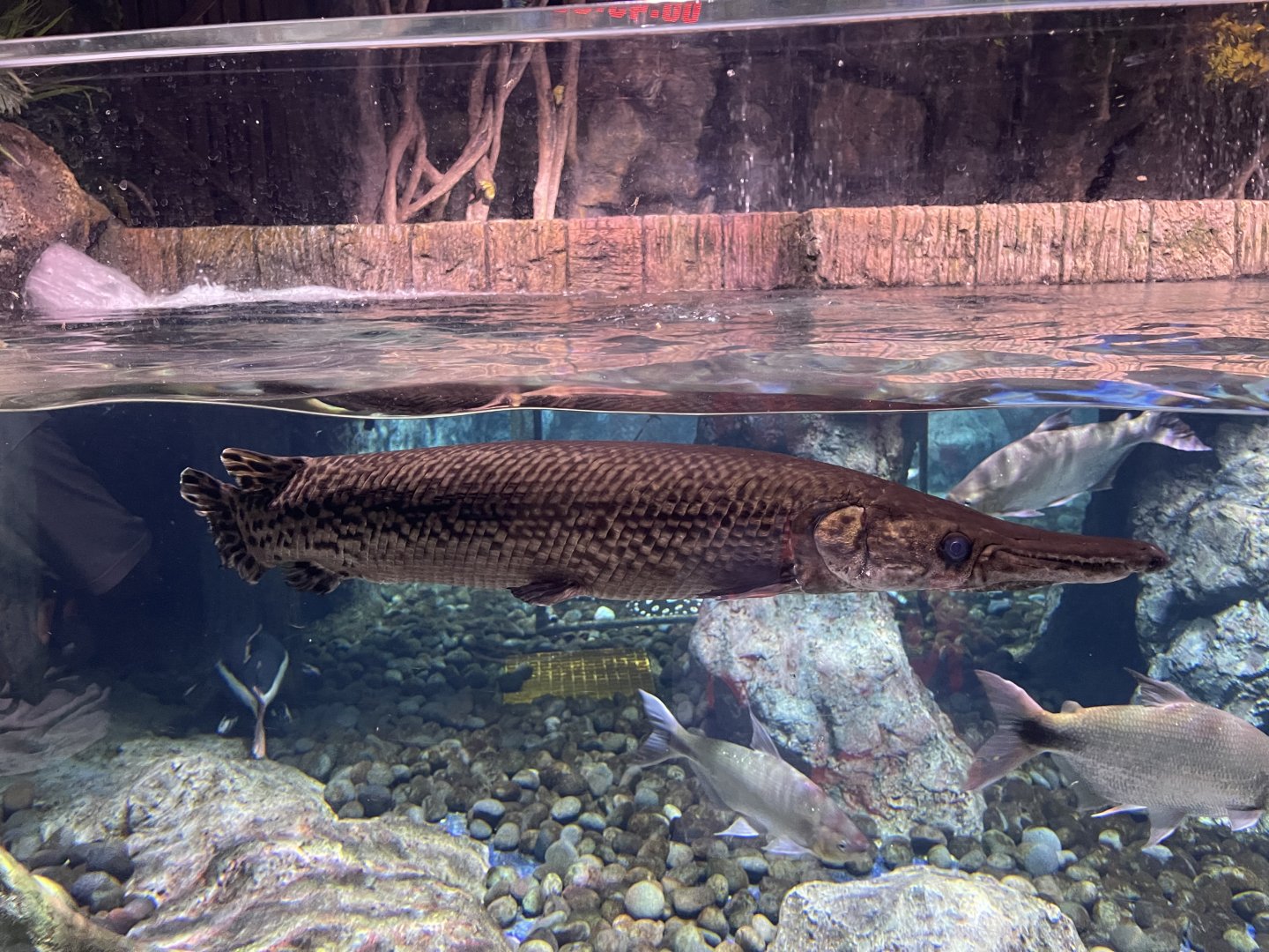 aligator gar (atractosteus spatula) - BX Sea