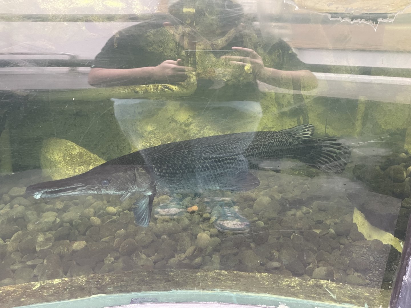 aligator gar (atractosteus spatula) - dunia air tawar