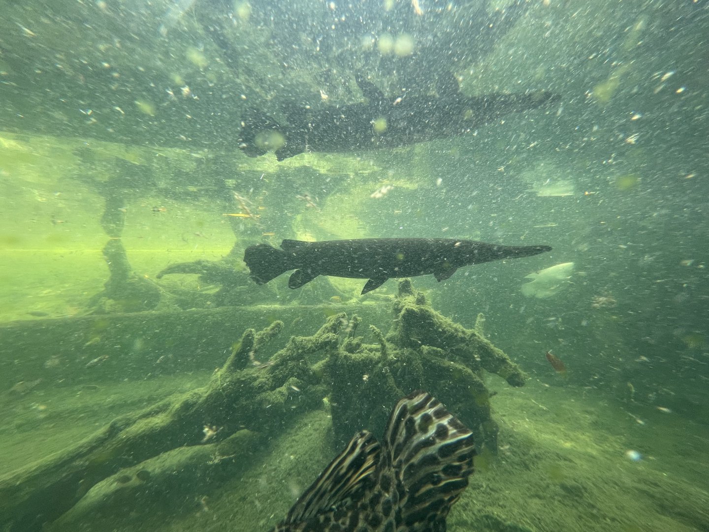 aligator gar (atractosteus spatula) - museum komodo