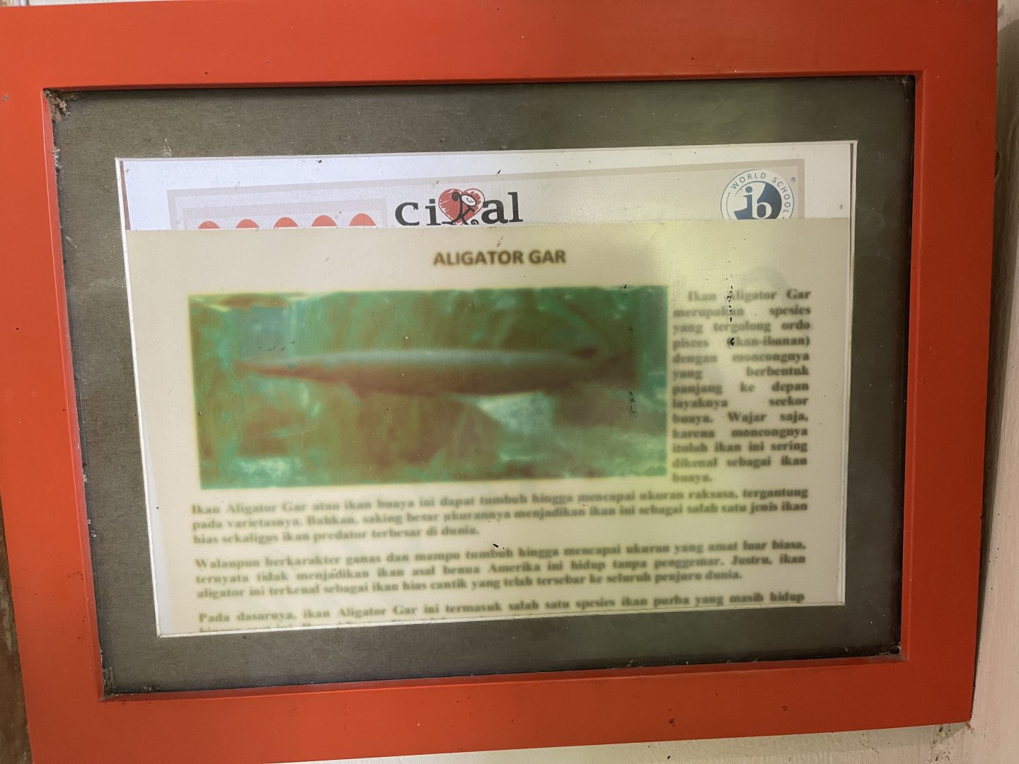 aligator gar signage