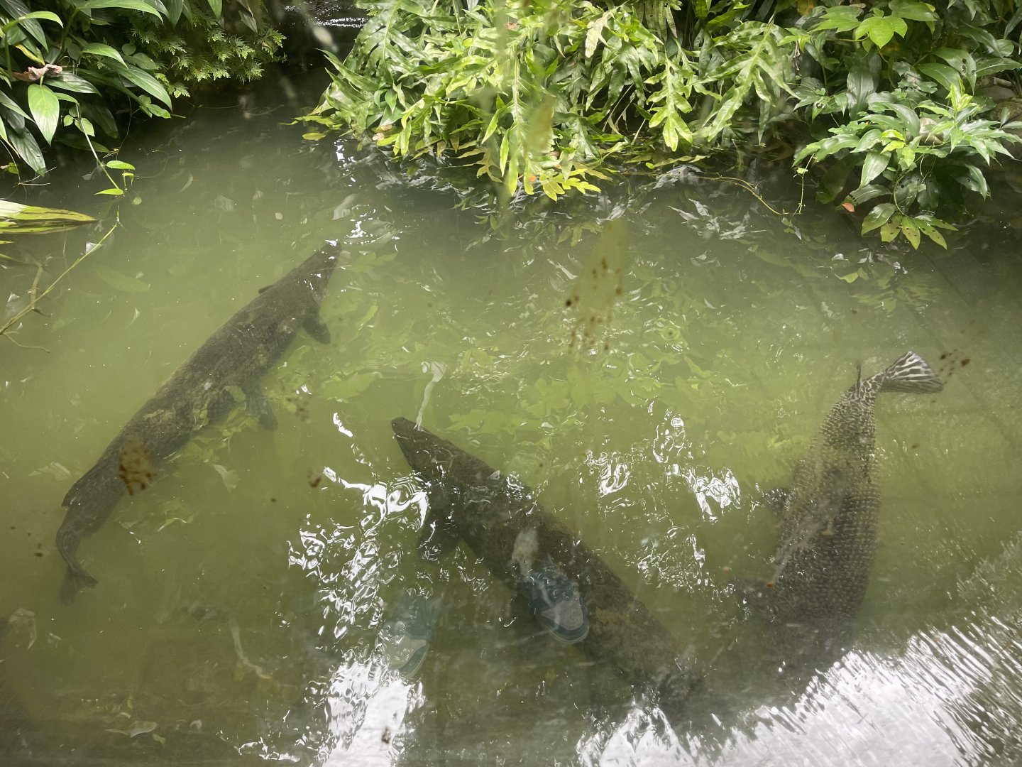 aligator gar tank (view from top)