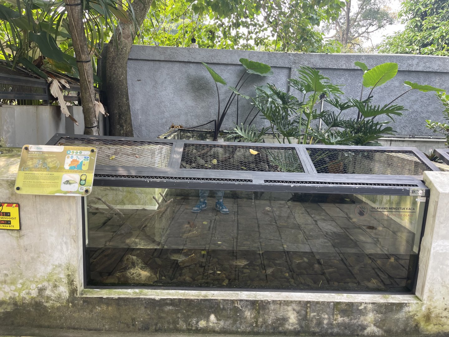 aligator snapping turtle exhibit - museum komodo