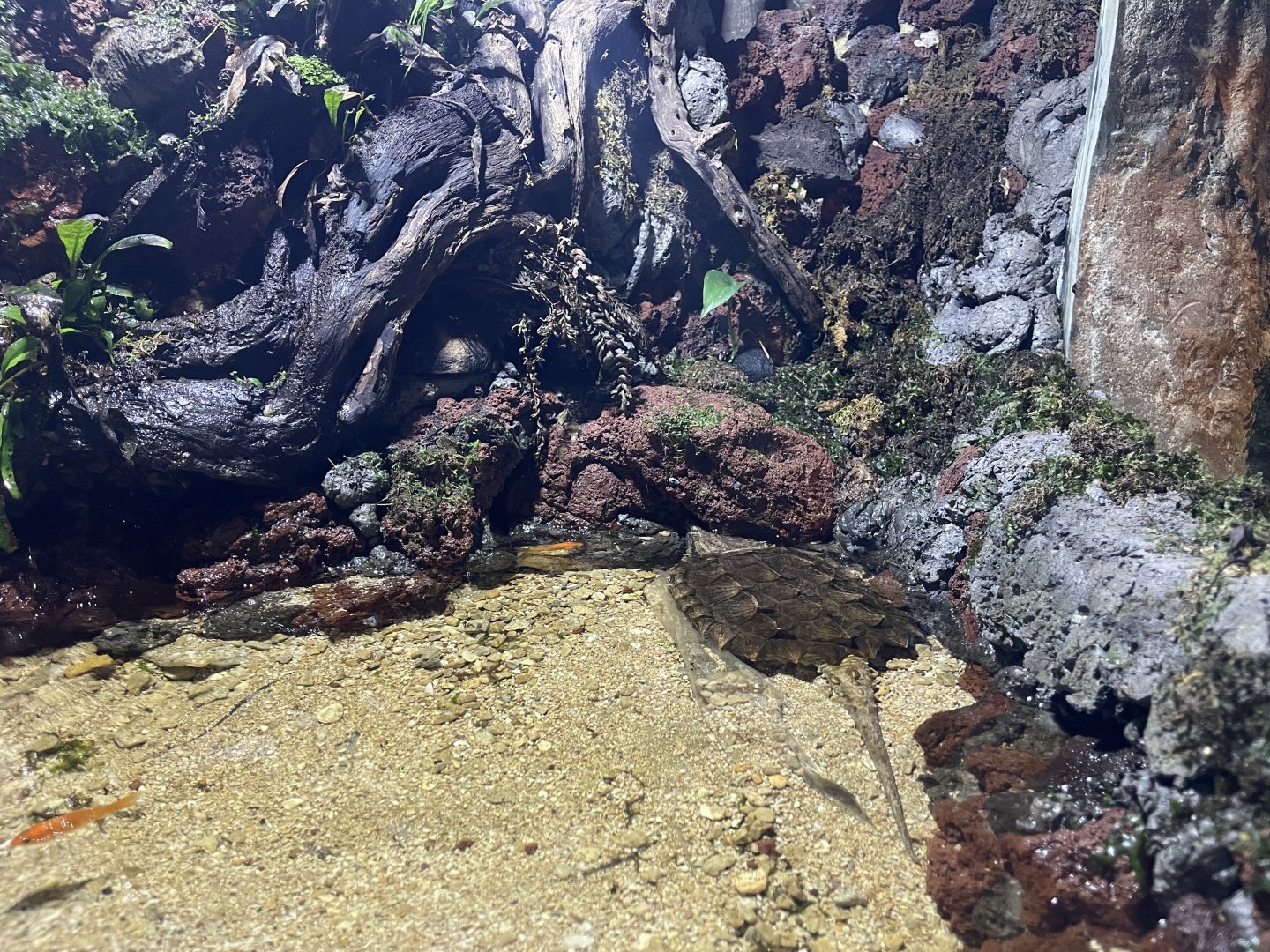 aligator snapping turtle (macrochelys temminckii) - BX Sea