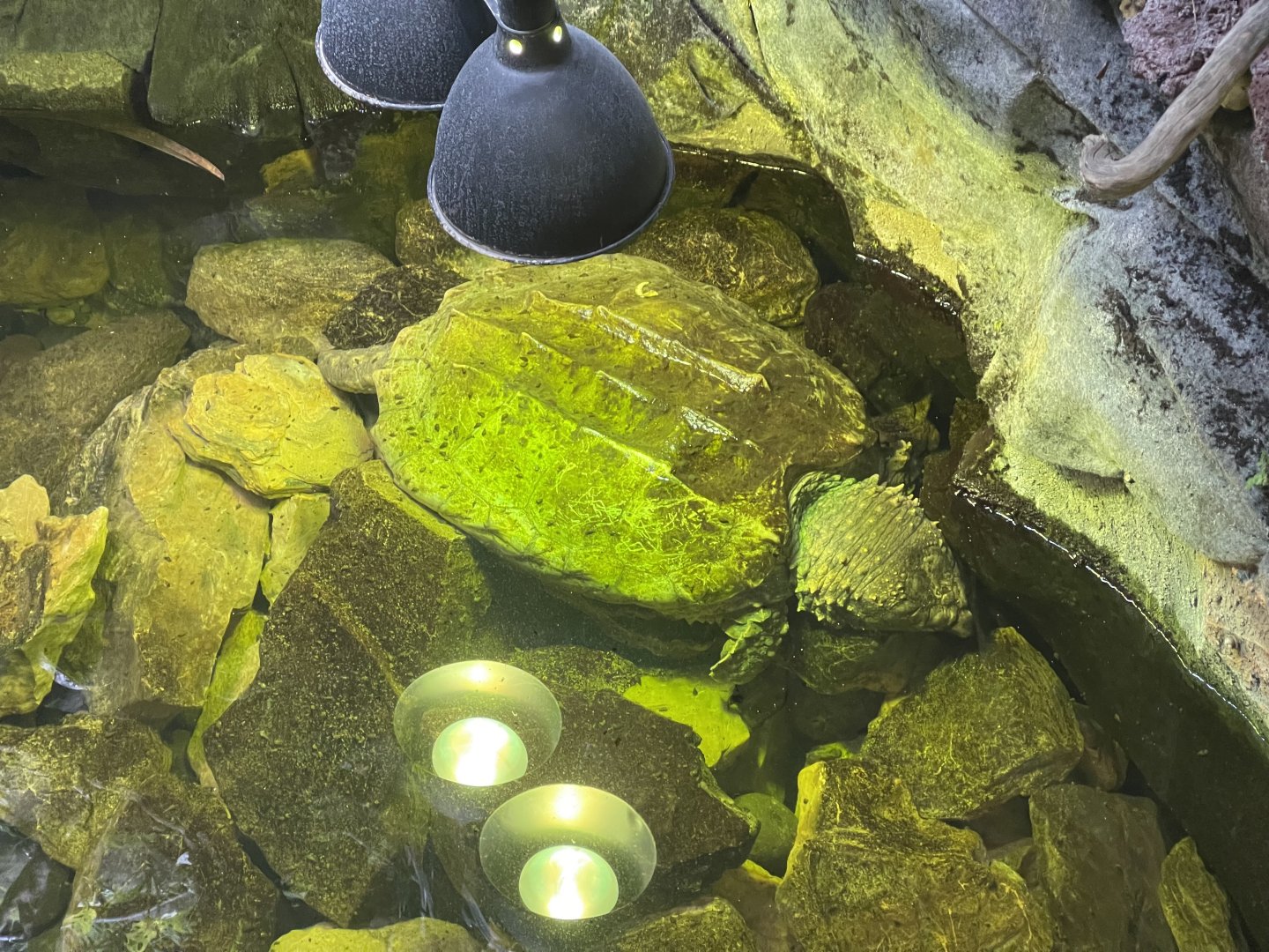 aligator snapping turtle (macrochelys temminckii) - dunia air tawar