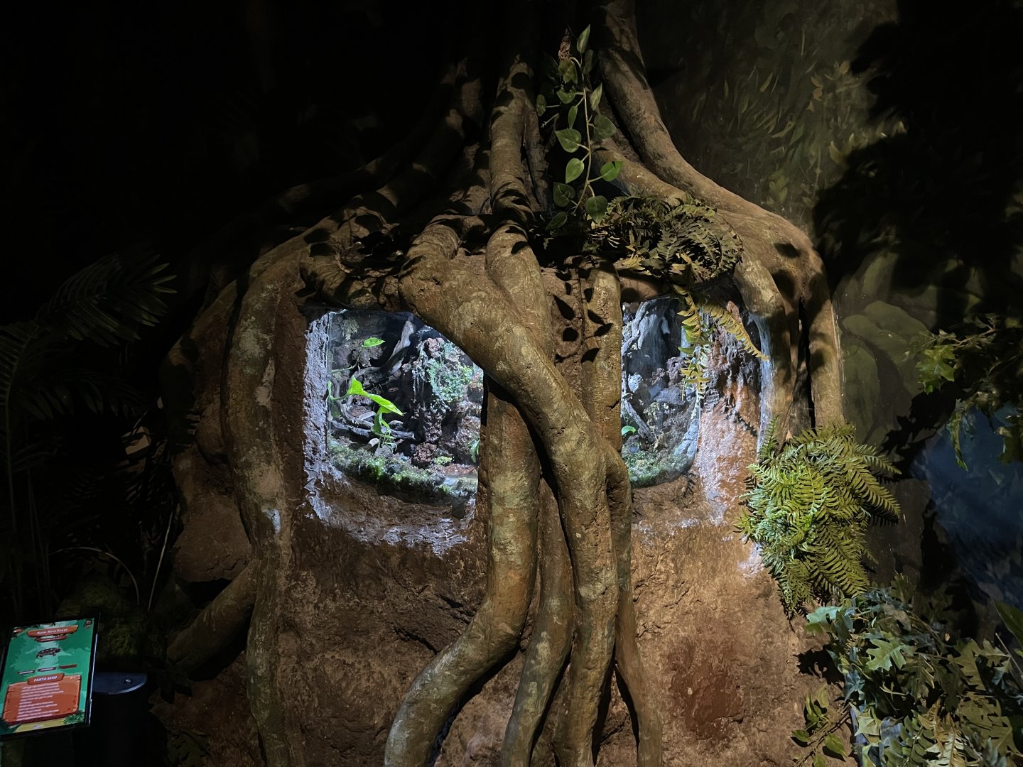 aligator snapping turtle (macrochelys temminckii) exhibit - BX Sea