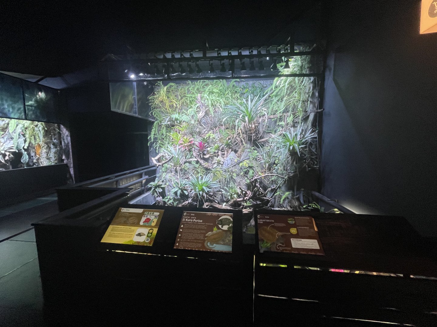 aligator snapping turtle pond - dunia air tawar