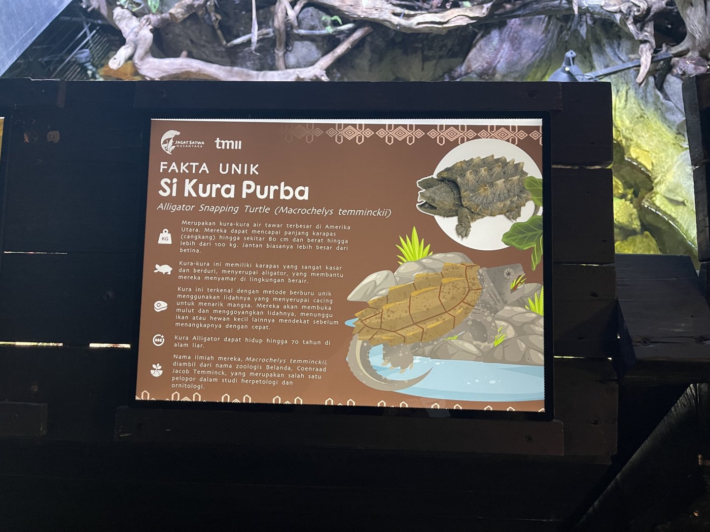 aligator snapping turtle signage (2) - dunia air tawar