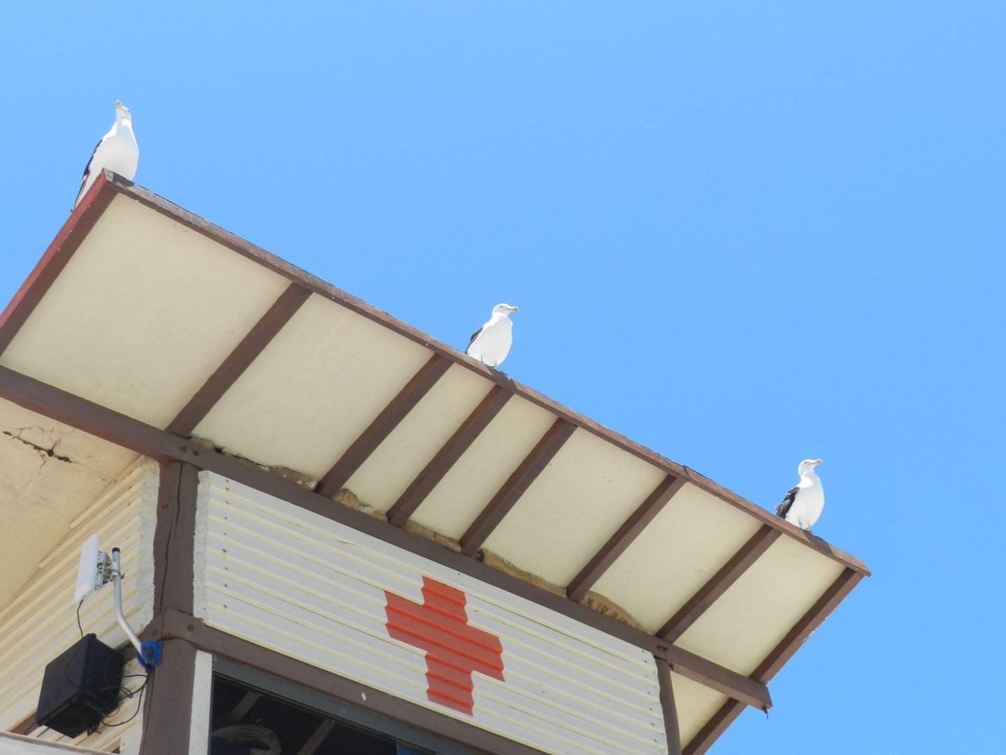 Aligned Great black-backed gulls Arraial do Cabo, RJ Brazil
