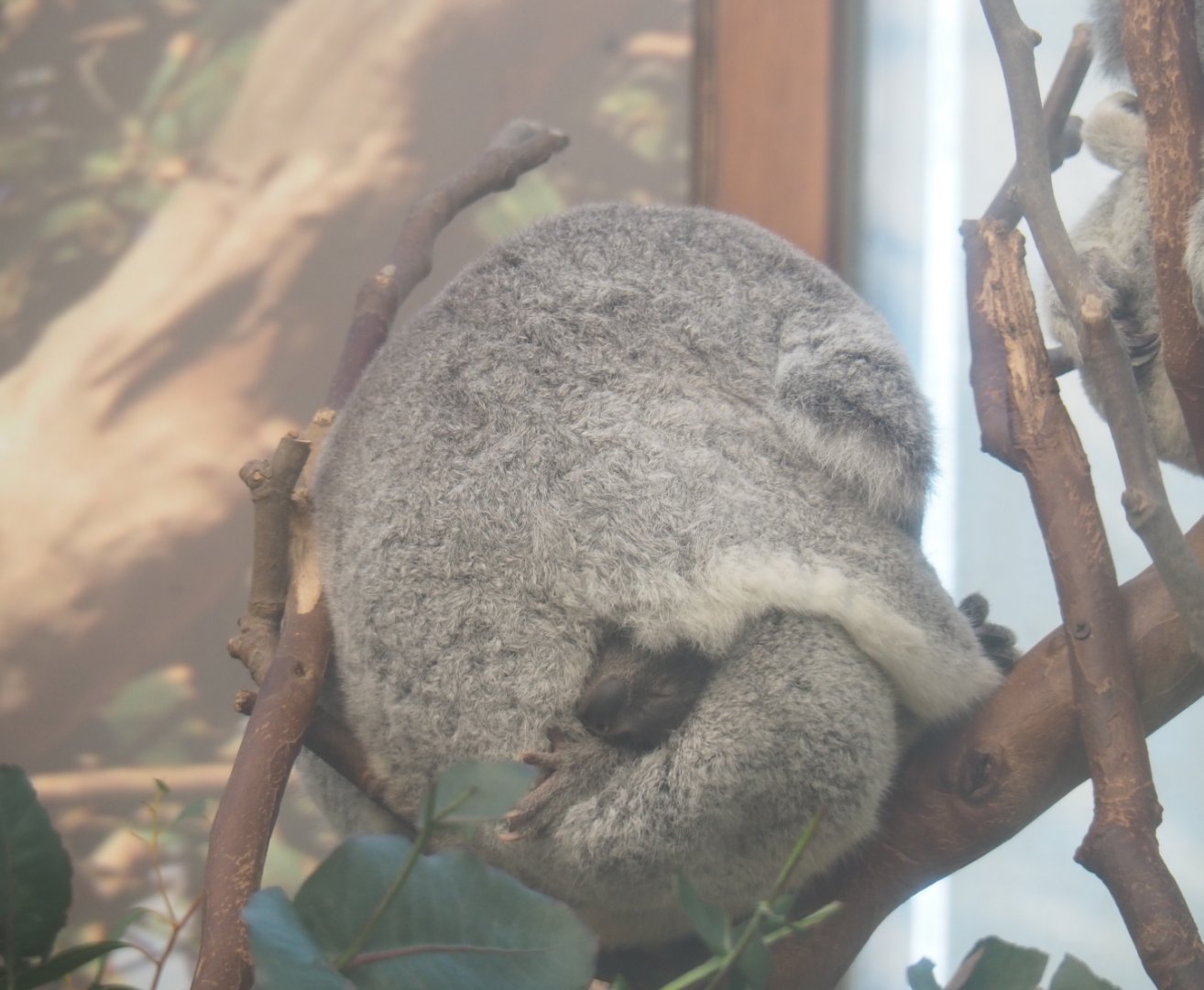 Alinga and Tin-Tookie - Queensland koalas (Phascolarctos cinereus adustus), Feb 16th, 2019