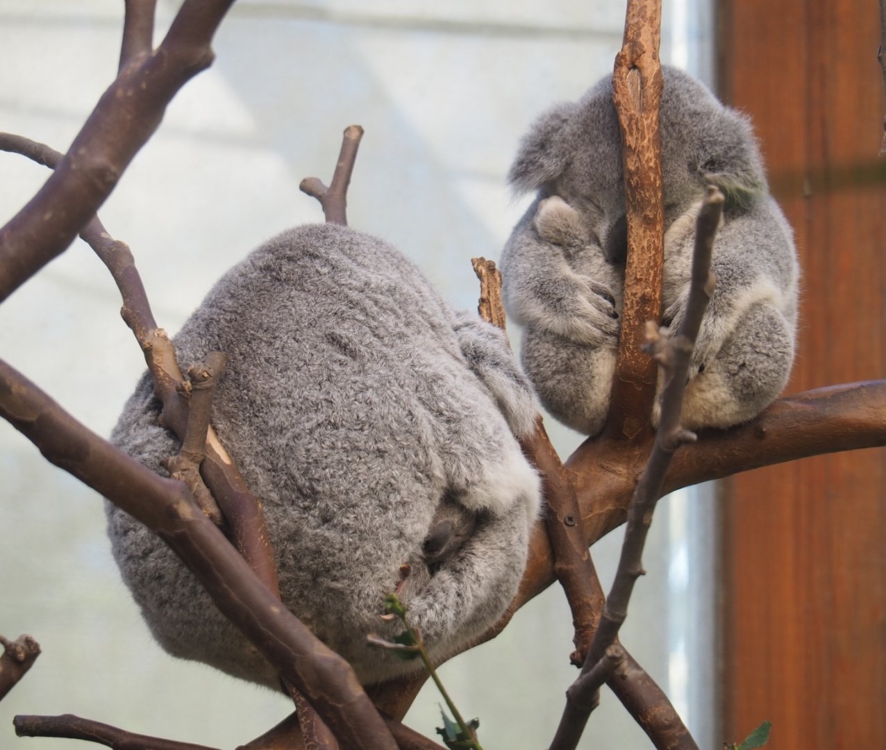 Alinga, Tin-Tookie and Sassafras - Queensland koalas (Phascolarctos cinereus adustus), Feb 16th, 2019