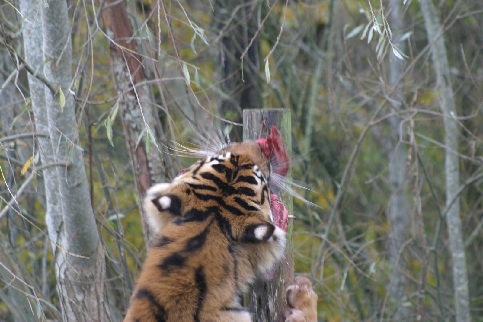 Alisha the Sumatran Tiger