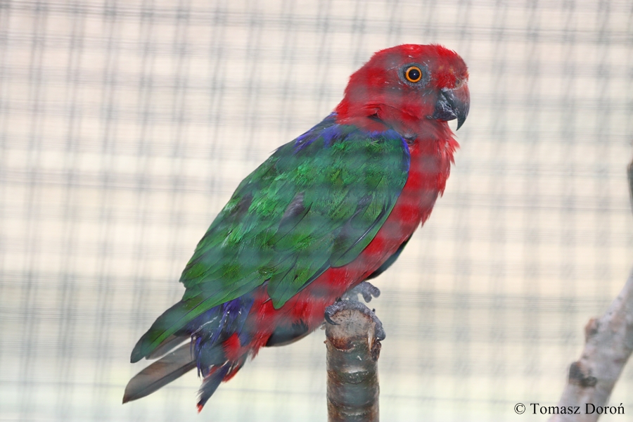 Alisterus amboinensis dorsalis