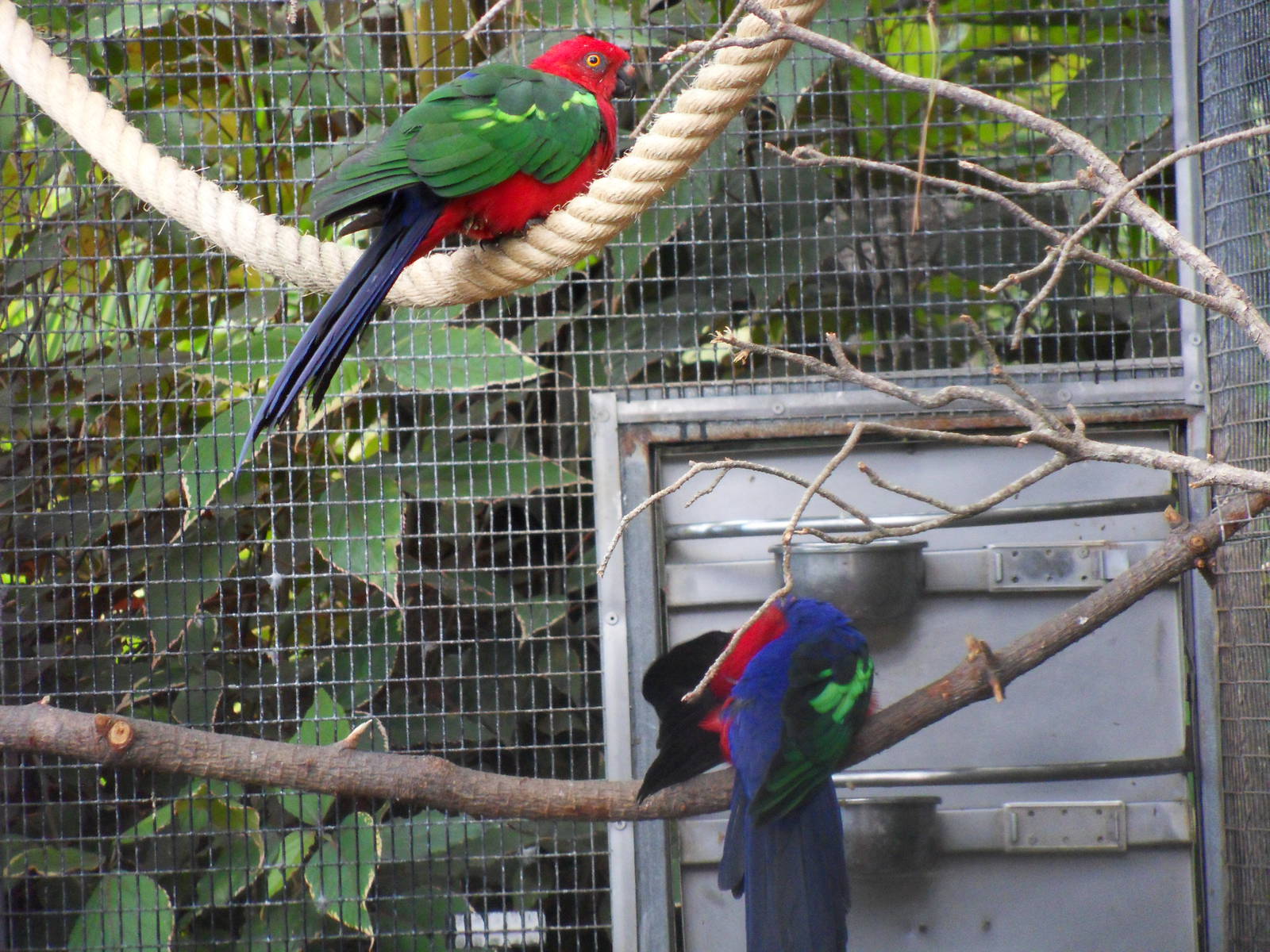 Alisterus amboinensis