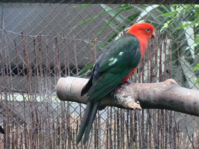 Alisterus scapularis