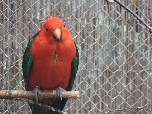 Alisterus scapularis