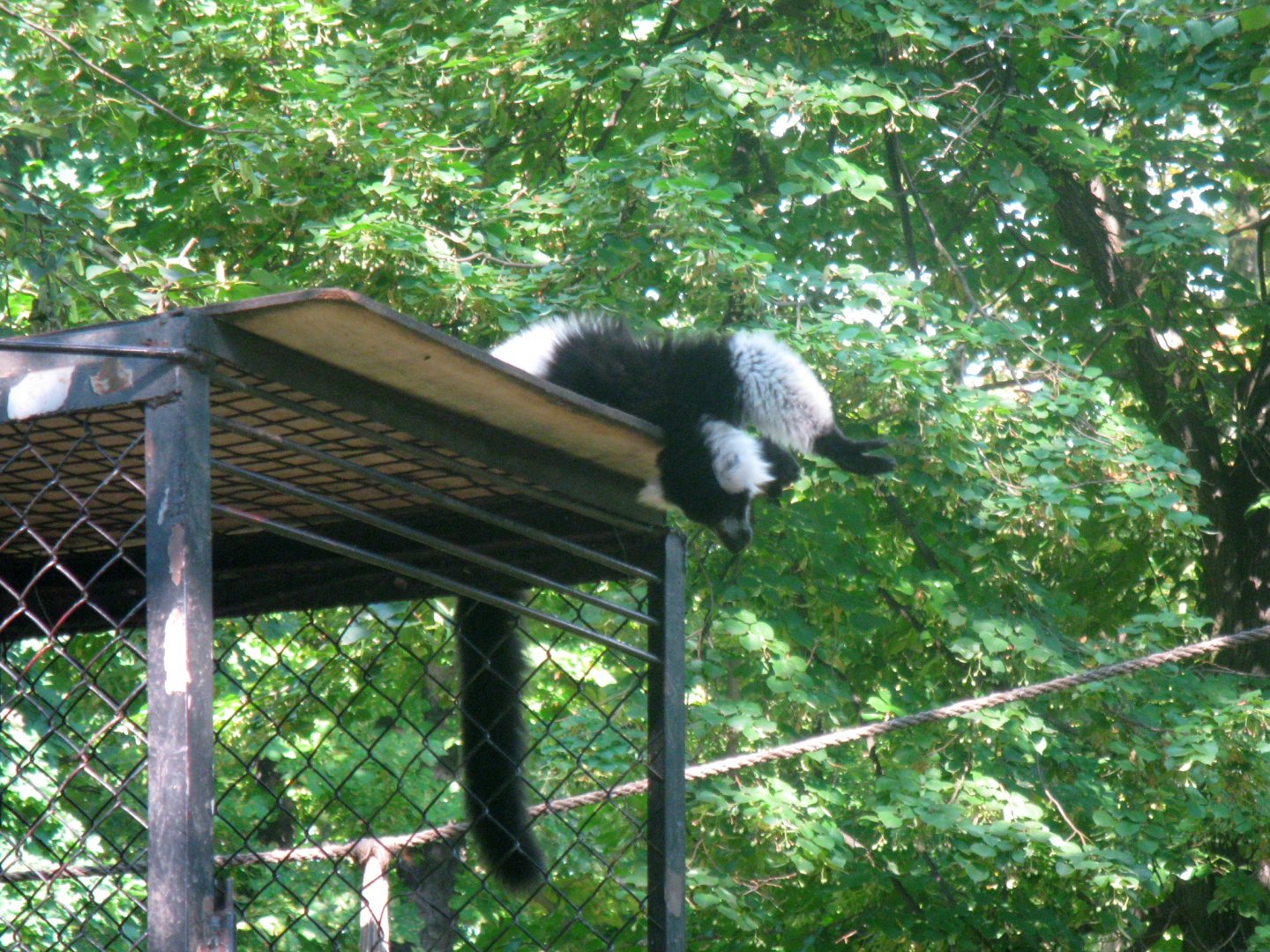 Alive or dead? - Black-and-White Ruffed Lemur - 08.2013