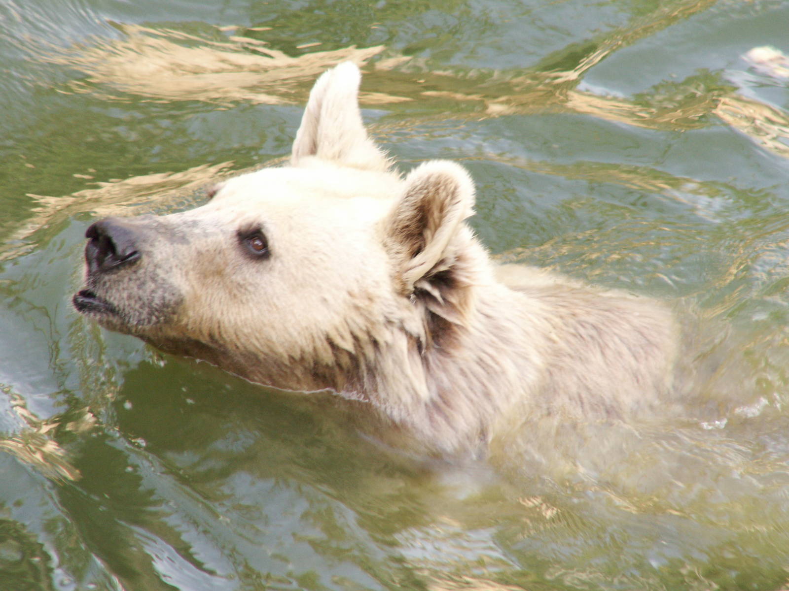 Aliza The Syrian brown bear
