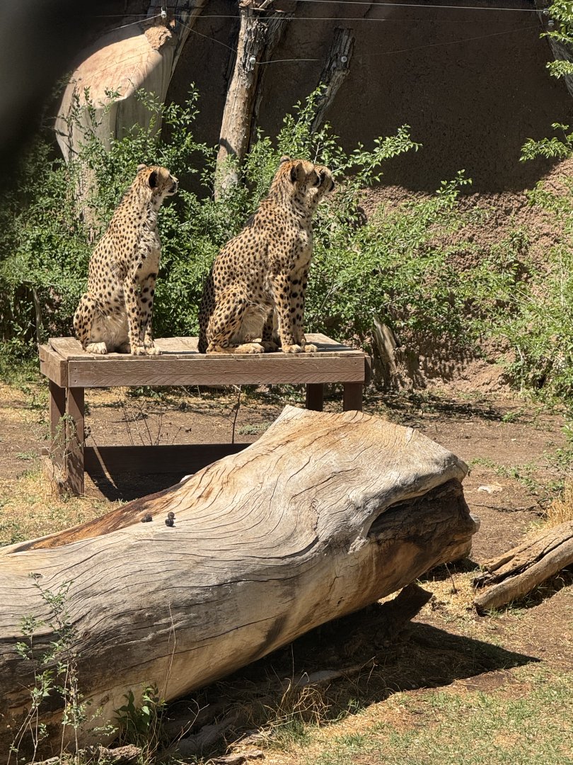 All 3 cheetah brothers watching a bird