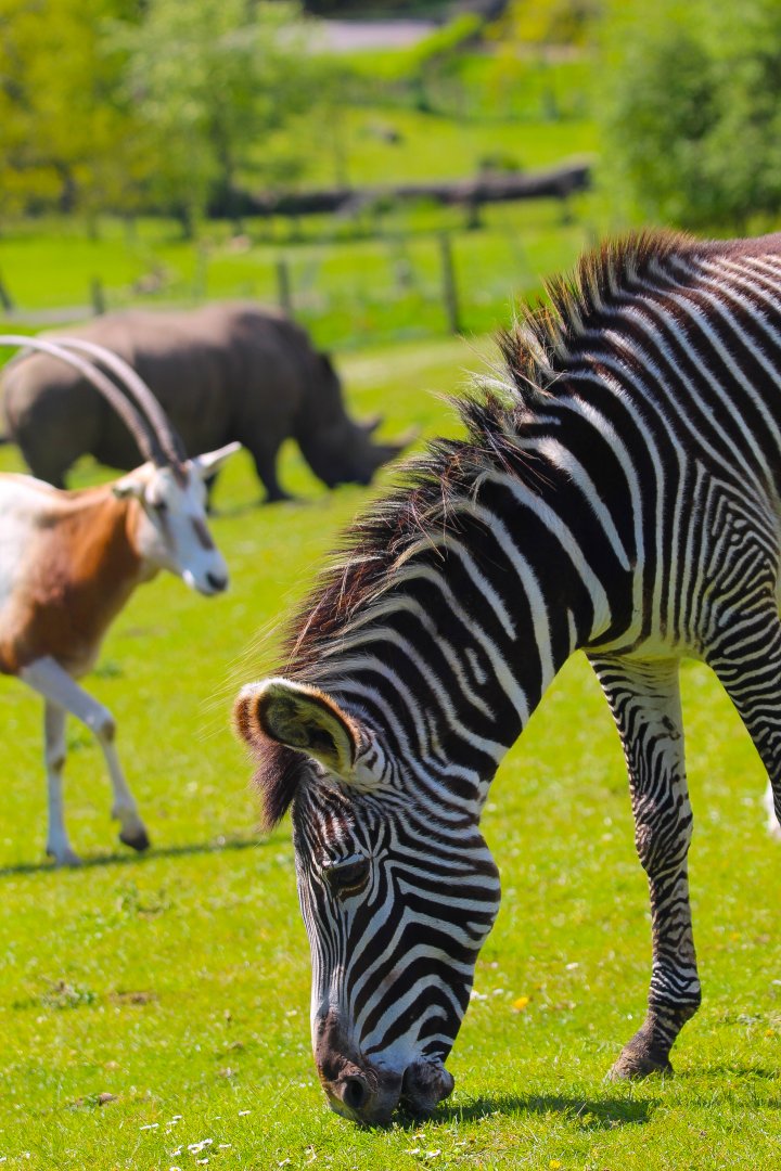 All 3 Wild Explorers species- Grevy's Zebra, SH Oryx and Southern White Rhino