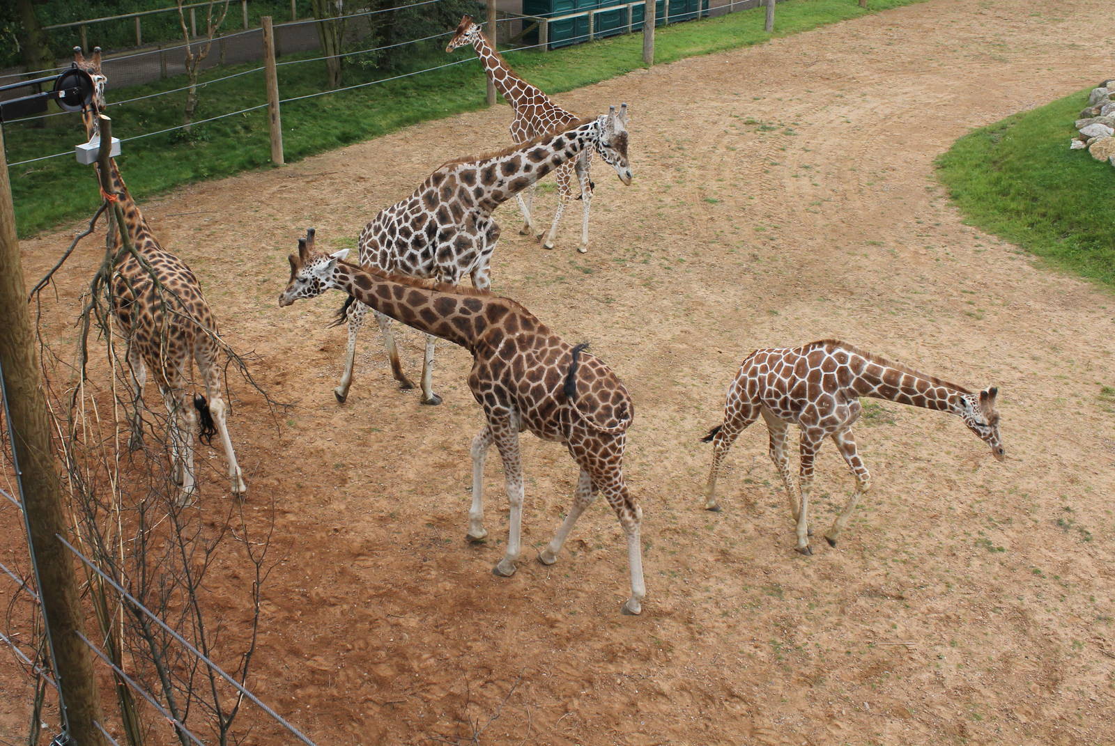 All 5 male Giraffes 29/6/14