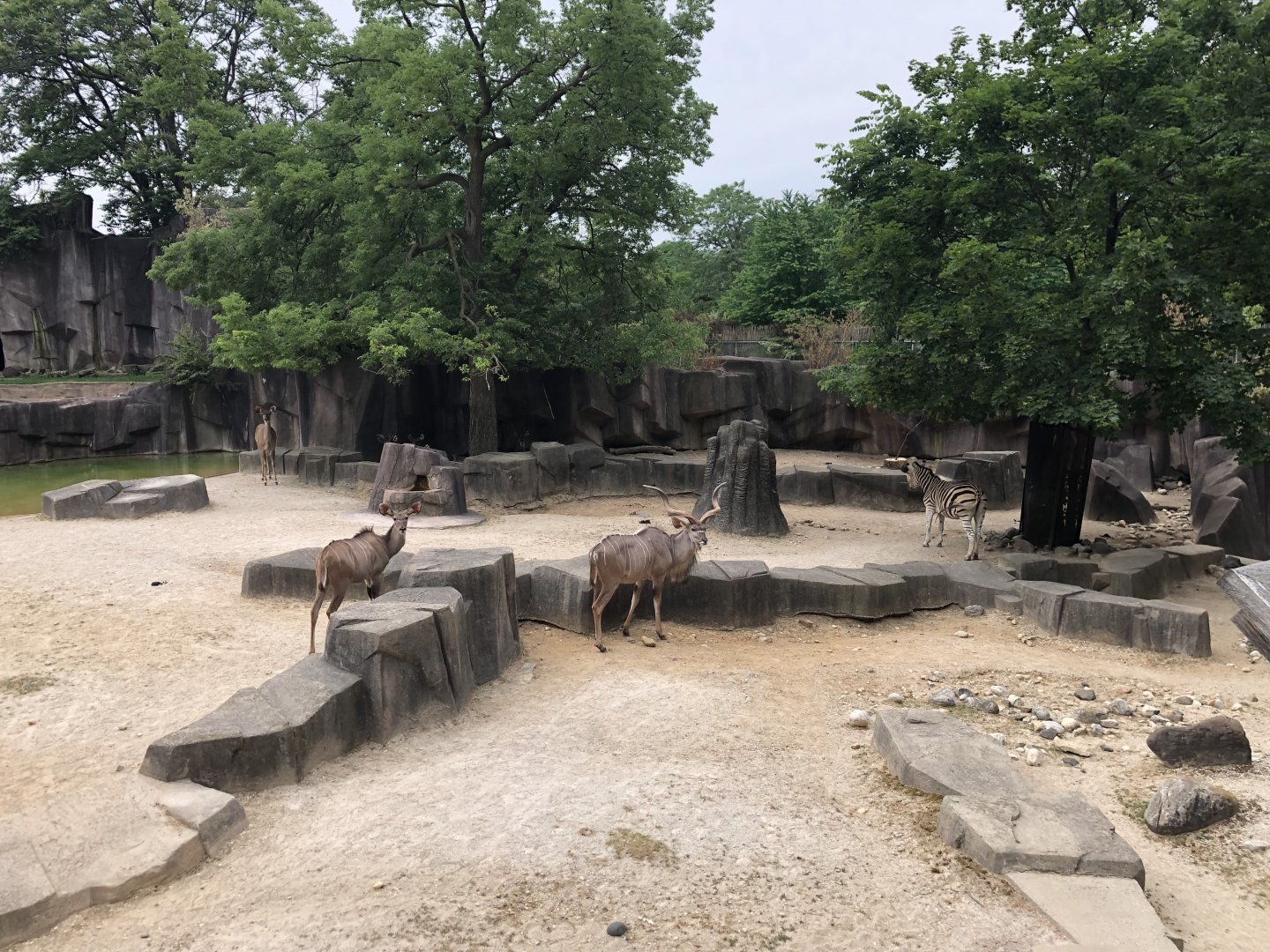 All Animals of the African Waterhole