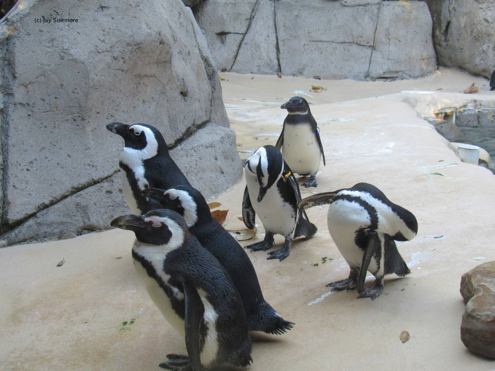 All but 1 of the Zoo's Exhibit Penguins