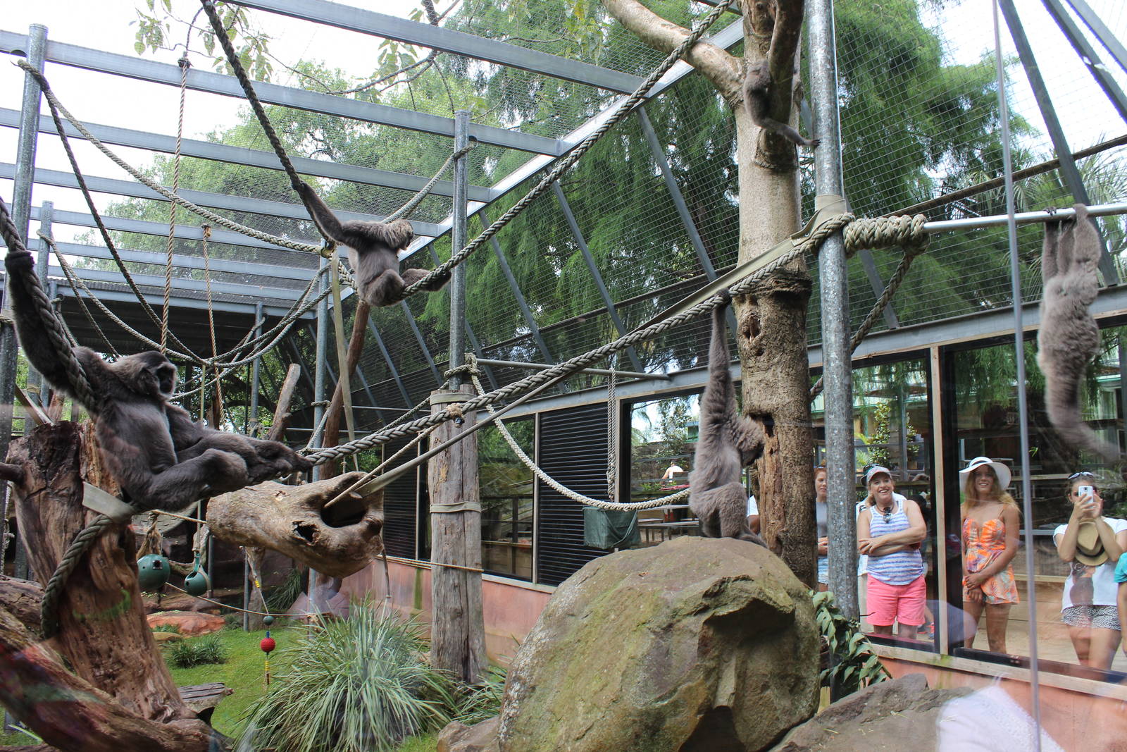 All five Silvery Gibbons in one photo