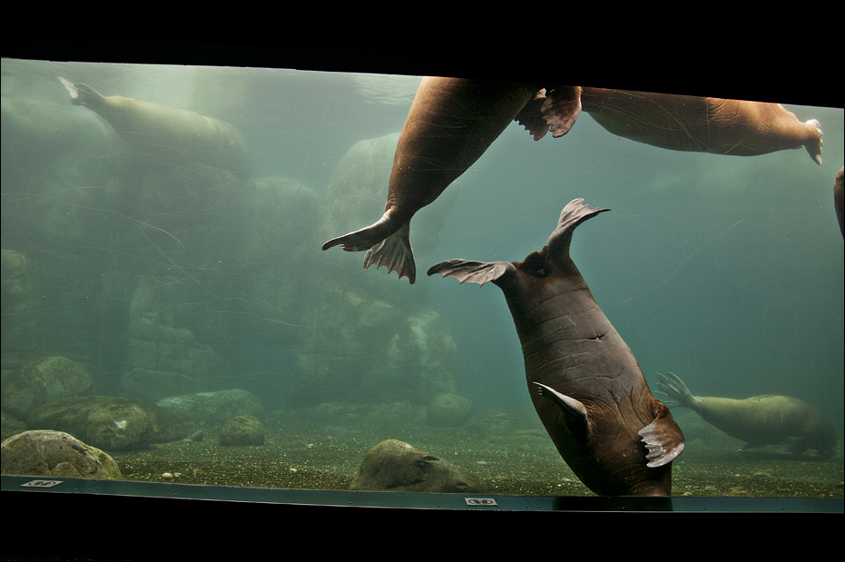 All five walrus at Hamburg