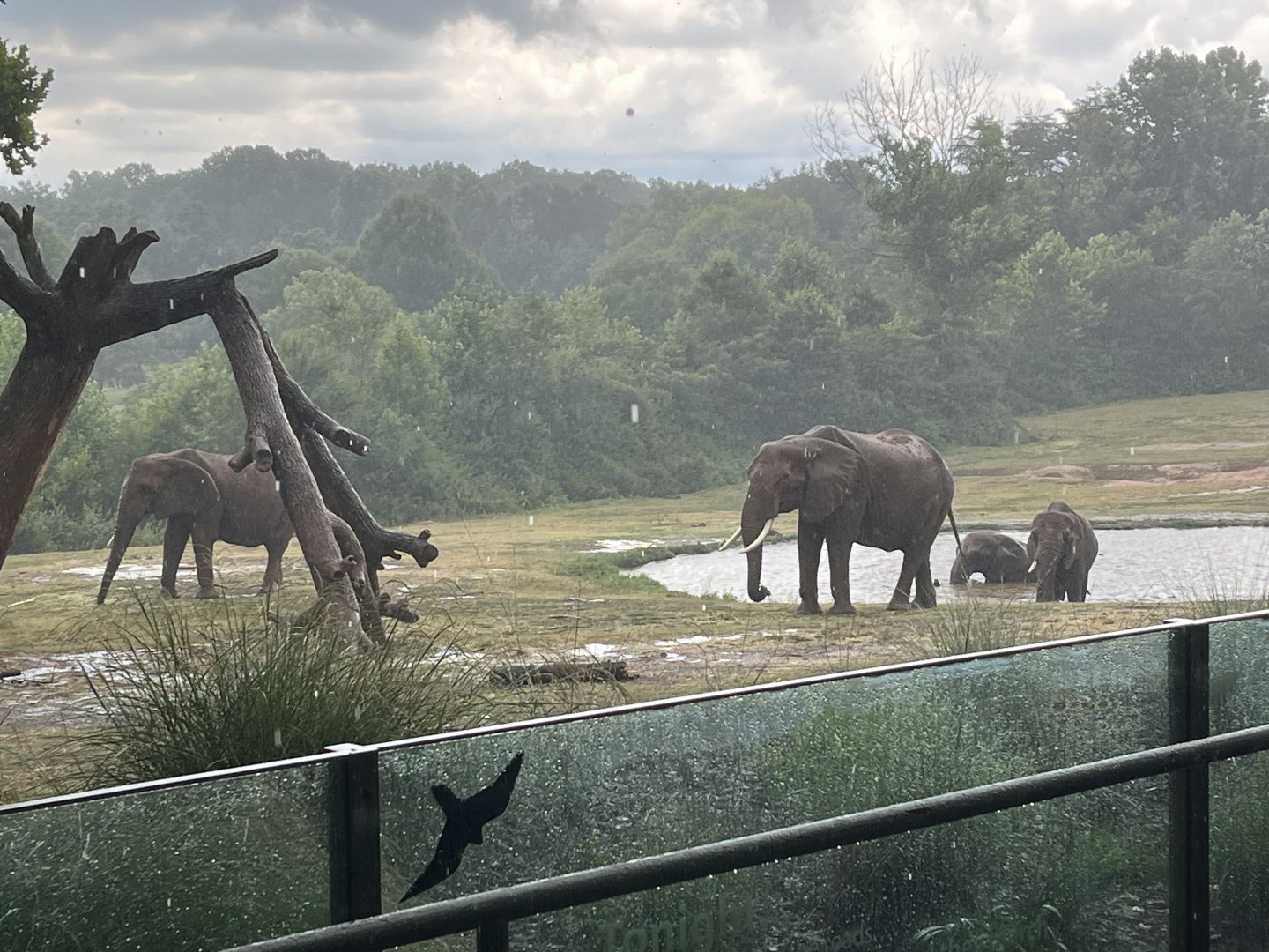 All four female elephants