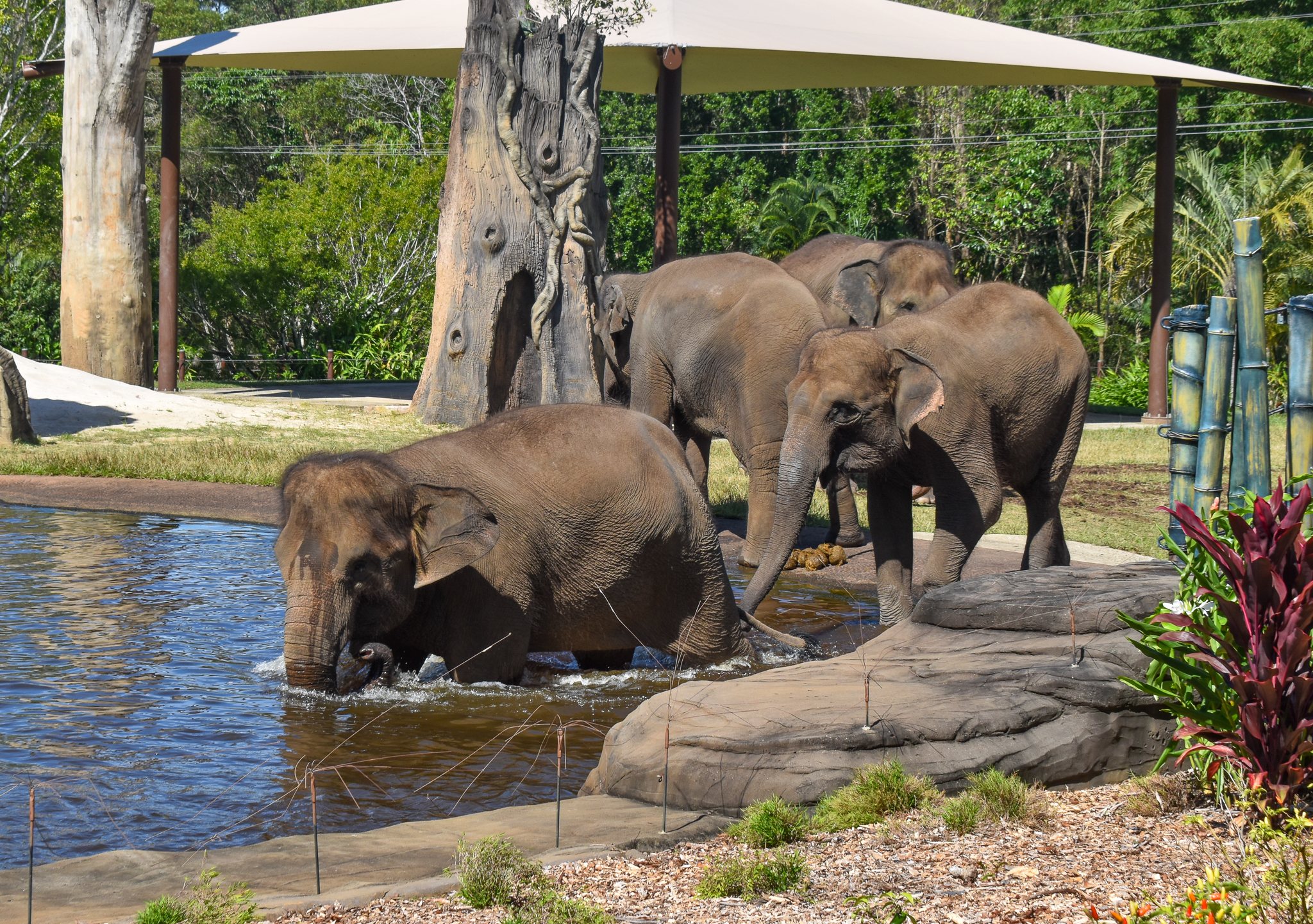 All four Sumatran Elephants