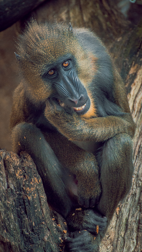 All I Want To Do Is Rock