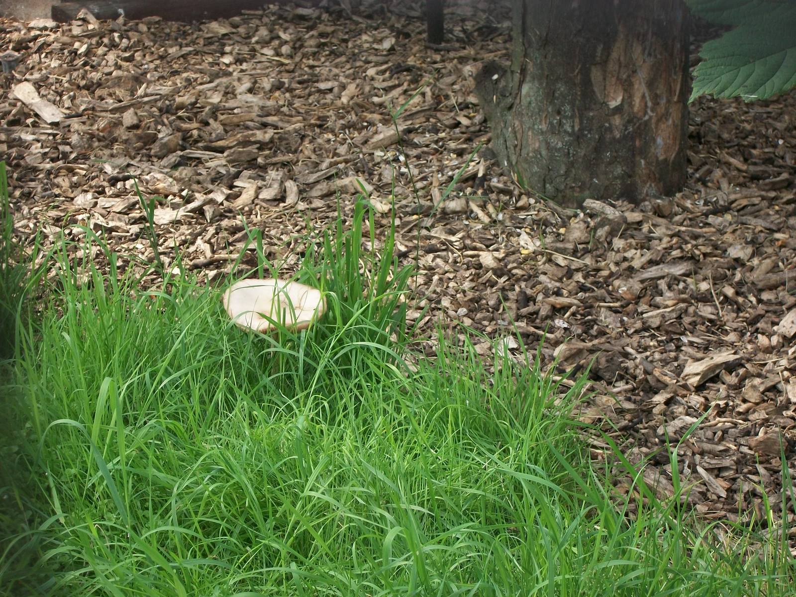 All it needs is a gnome, 20th July 2014