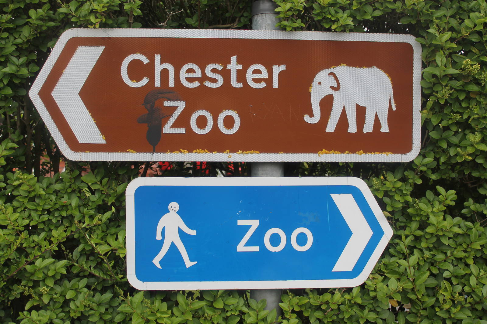 All roads lead to Chester Zoo