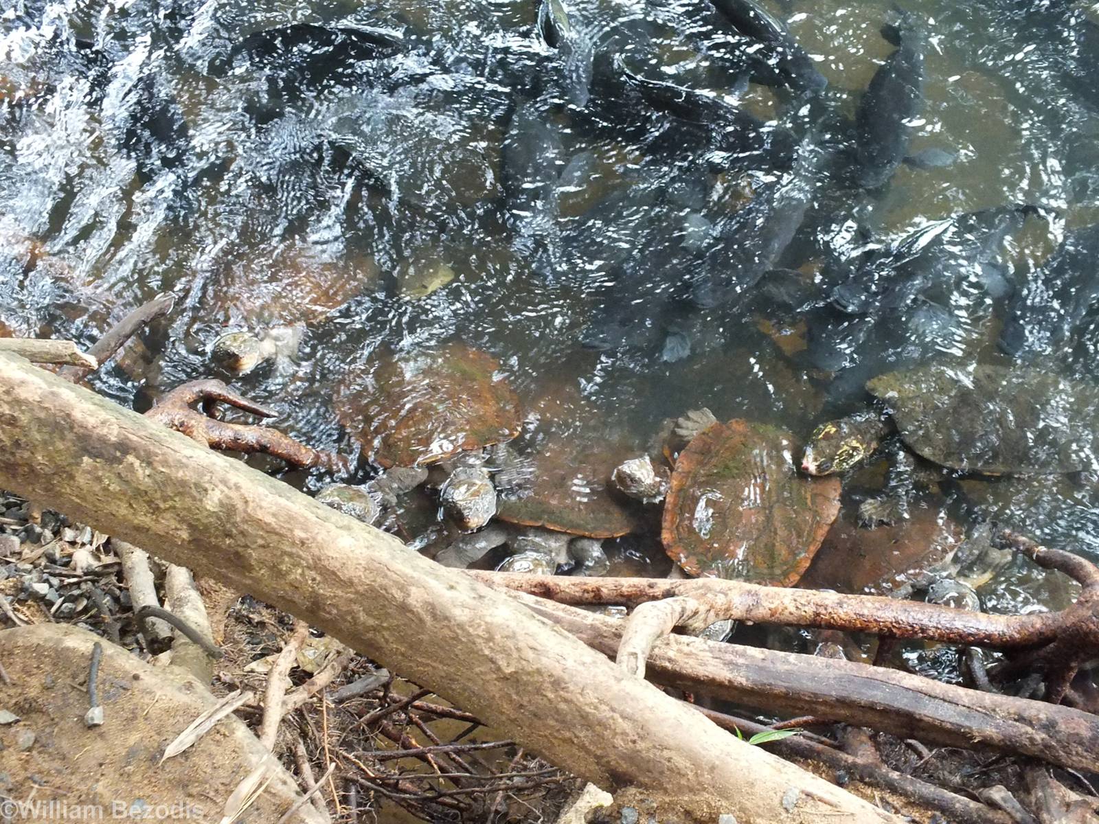 All Saw-shelled Turtles?