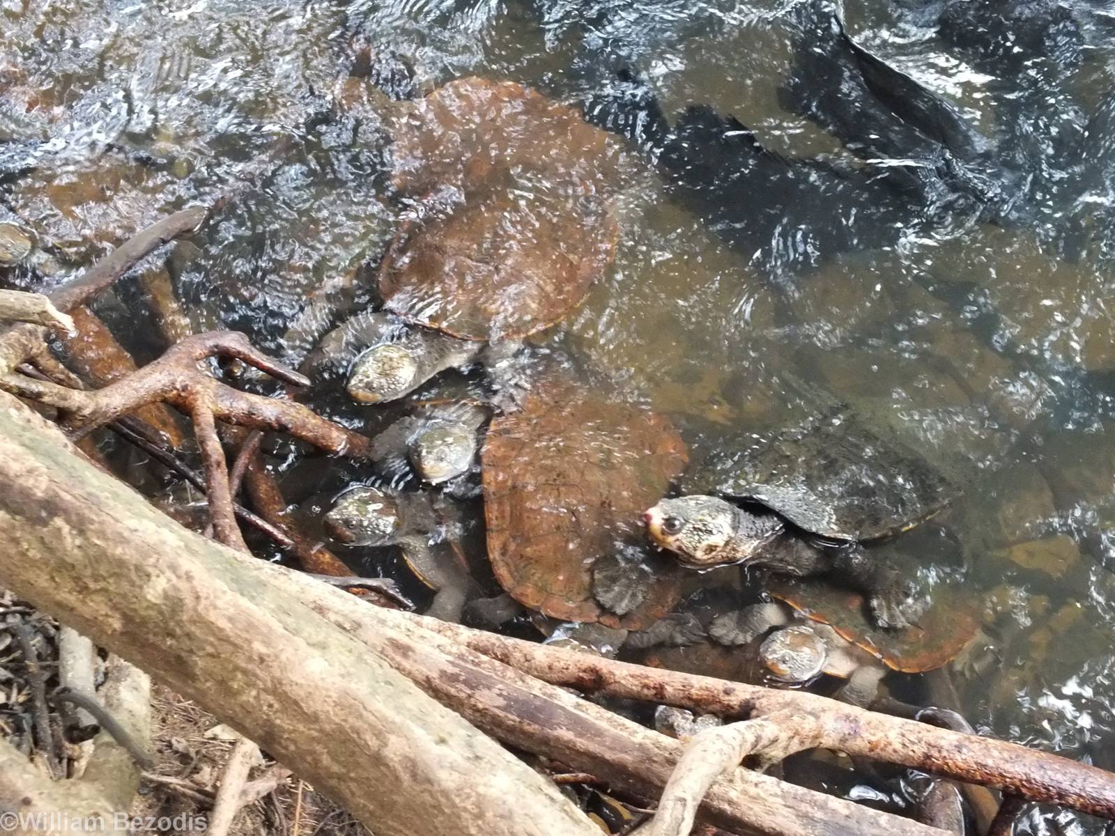 All Saw-shelled Turtles?