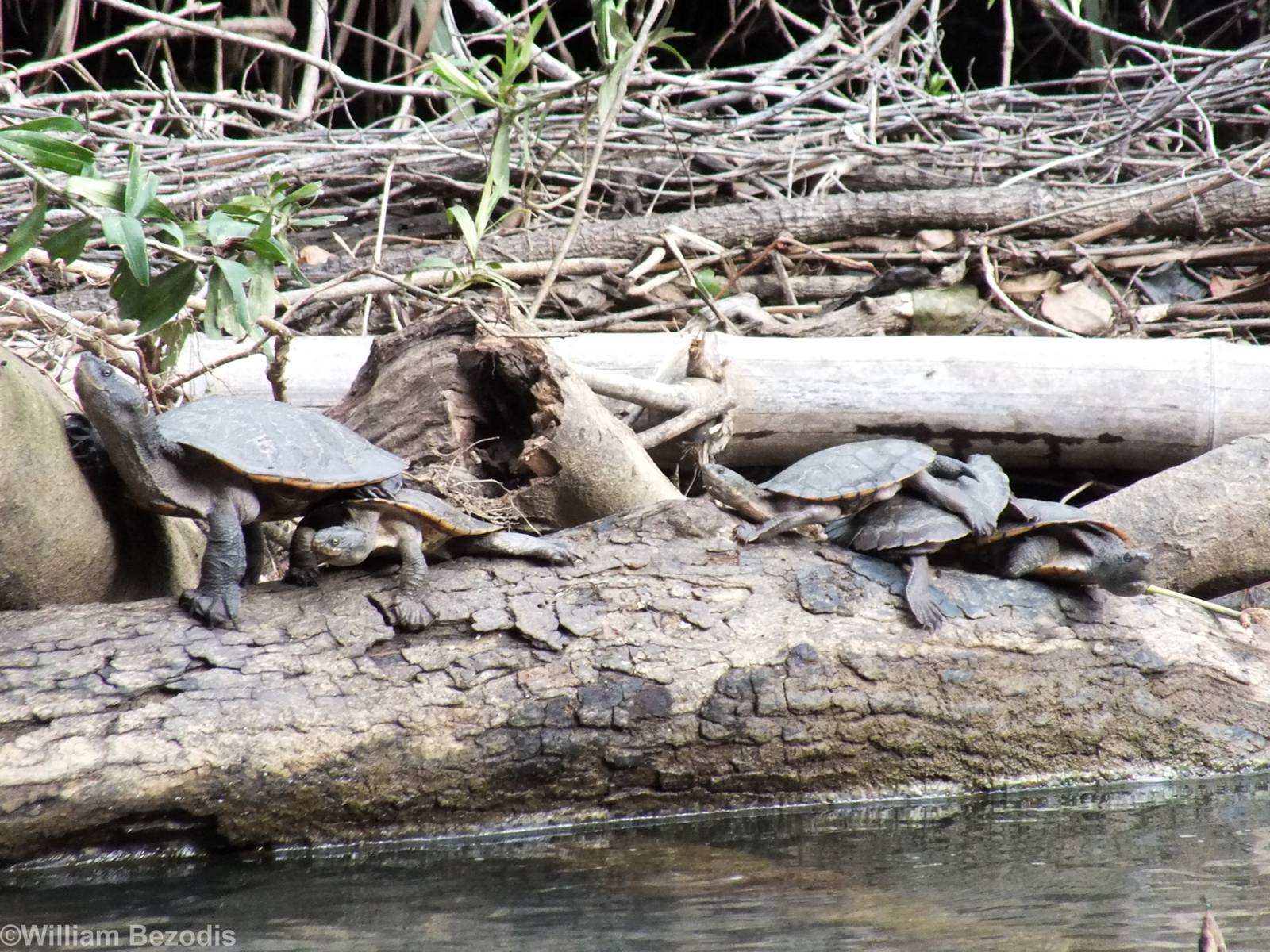 All Saw-shelled Turtles